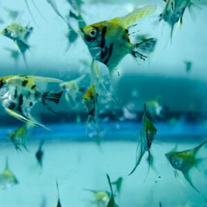 Glofish exotic angelfish