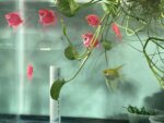 Rosetail oranda