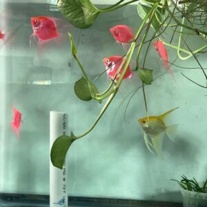 Rosetail oranda