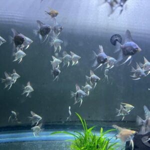 Wholesale Baby platinum angels