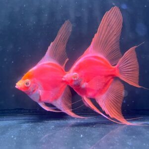 Glo angel fish pair