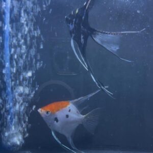 Red cap / vail marble Angel pair