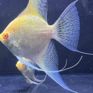 Albino red eye 4k Angel Pair