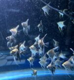 Wholesale quarter size assorted baby angels