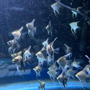 Wholesale quarter size assorted baby angels